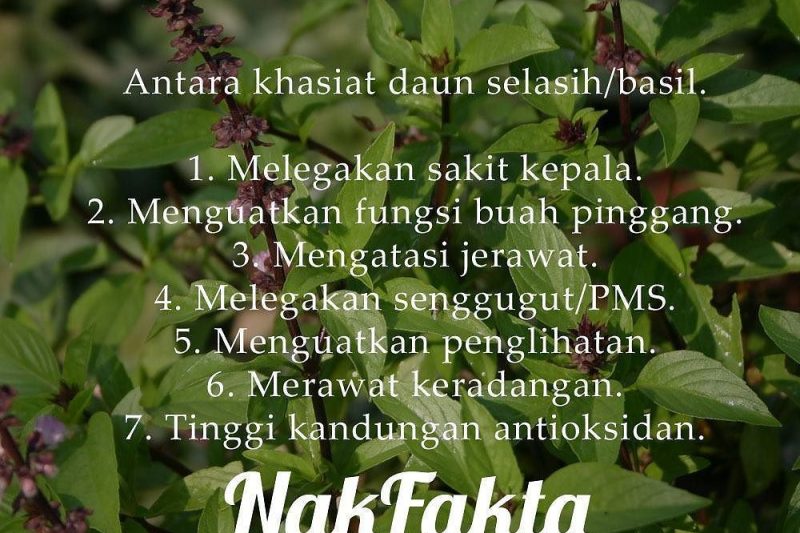 Khasiat Daun Selasih: Ulam Harum yang Kaya Manfaat Kesihatan