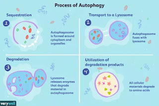 kebaikan intermittent fasting