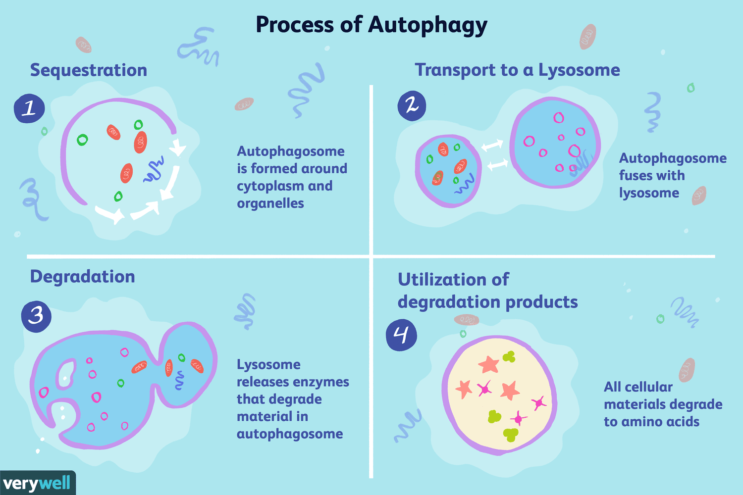 Autophagy: Sistem Kitar Semula Semasa Puasa