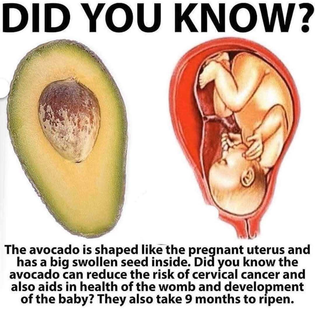 Kenapa Buah Avokado Seperti Rahim Wanita Mengandung: Simbolik Ciptaan Tuhan & Manfaatnya untuk Ibu Hamil