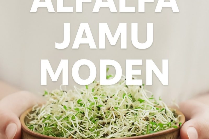 ALFALFA: RAHSIA KECANTIKAN DALAMAN DAN KESIHATAN MENYELURUH WANITA MODEN
