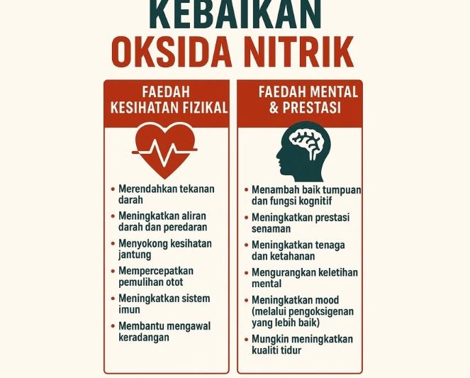 Nitrik Oksida – Penentu Utama Kekuatan Jantung Otak Stamina
