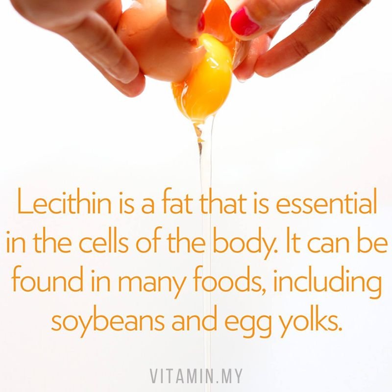 manfaat lecithin