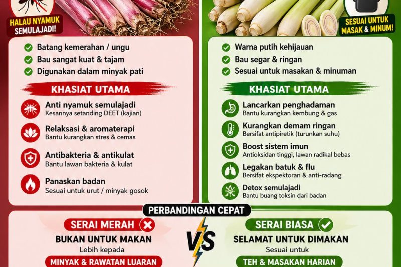 SERAI MERAH VS SERAI BIASA: KENALI PERBEZAAN, CIRI-CIRI, DAN KHASIAT LUAR BIASA UNTUK KESIHATAN ANDA